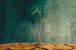 《竹子的故事》獻給準備放棄的人